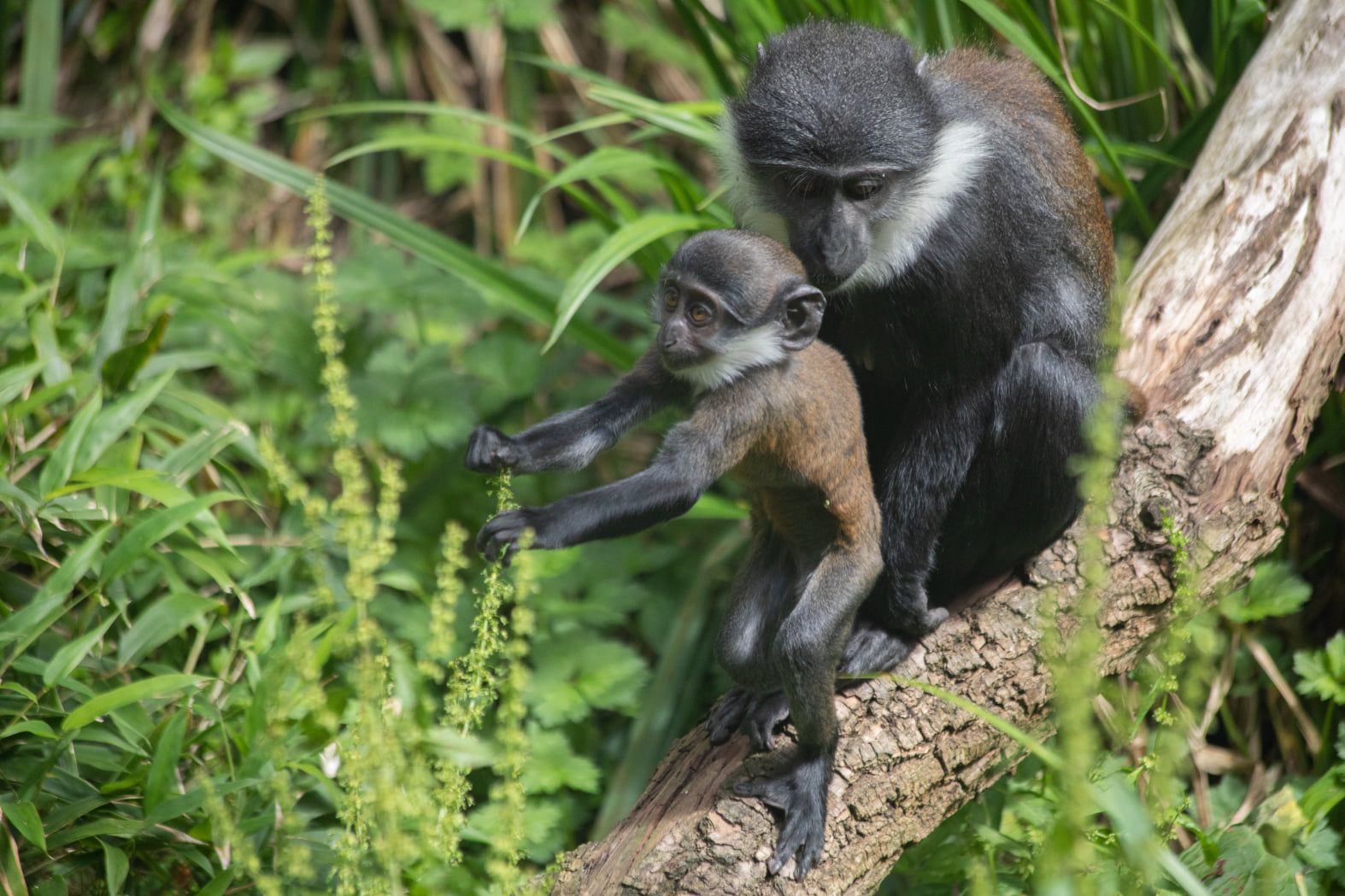 🙈 RZSS #EdinburghZoo’s newest arrival... - Discover Animals