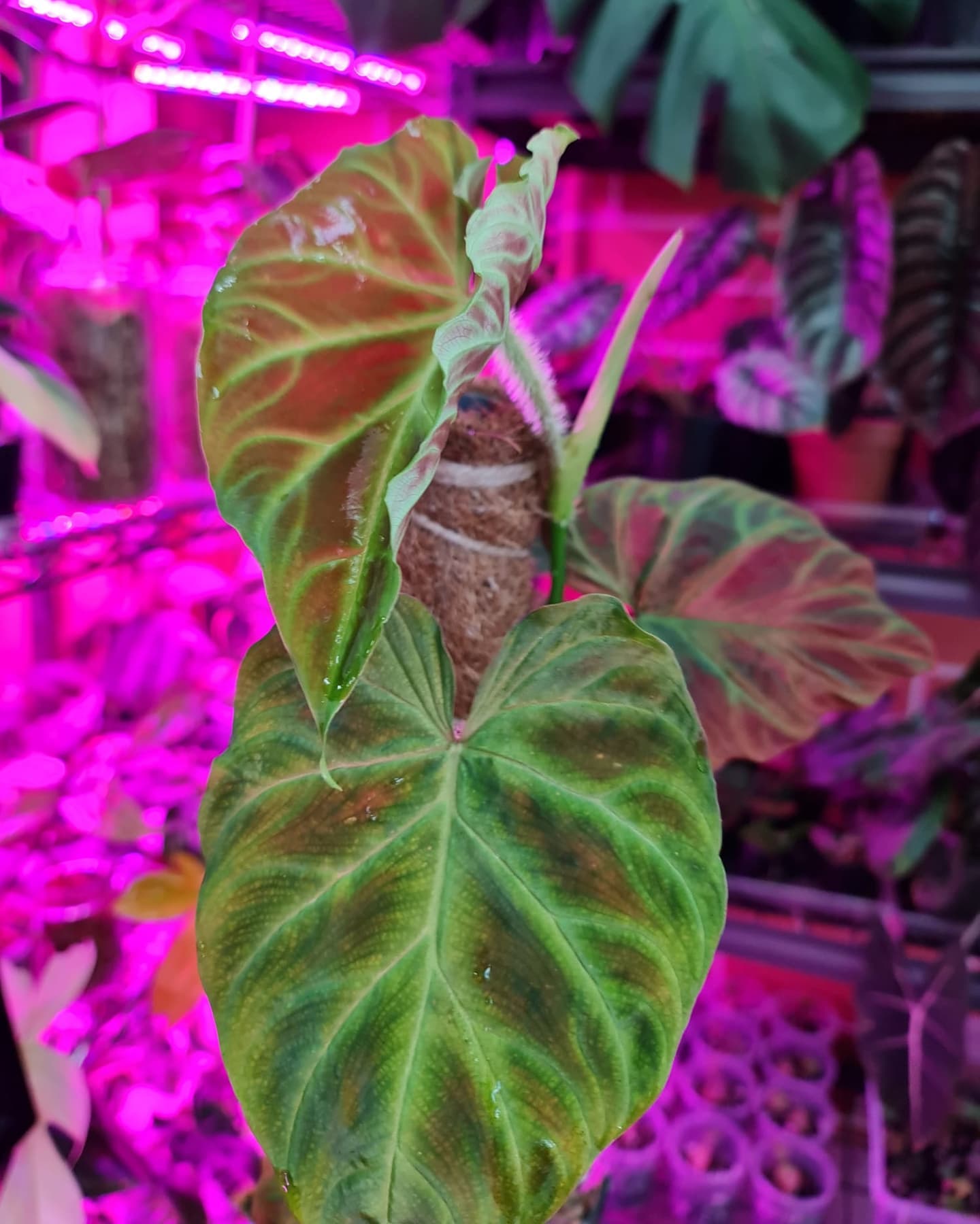 Philodendron Verrucosum... - Strings & Chains Urban Plants | Facebook