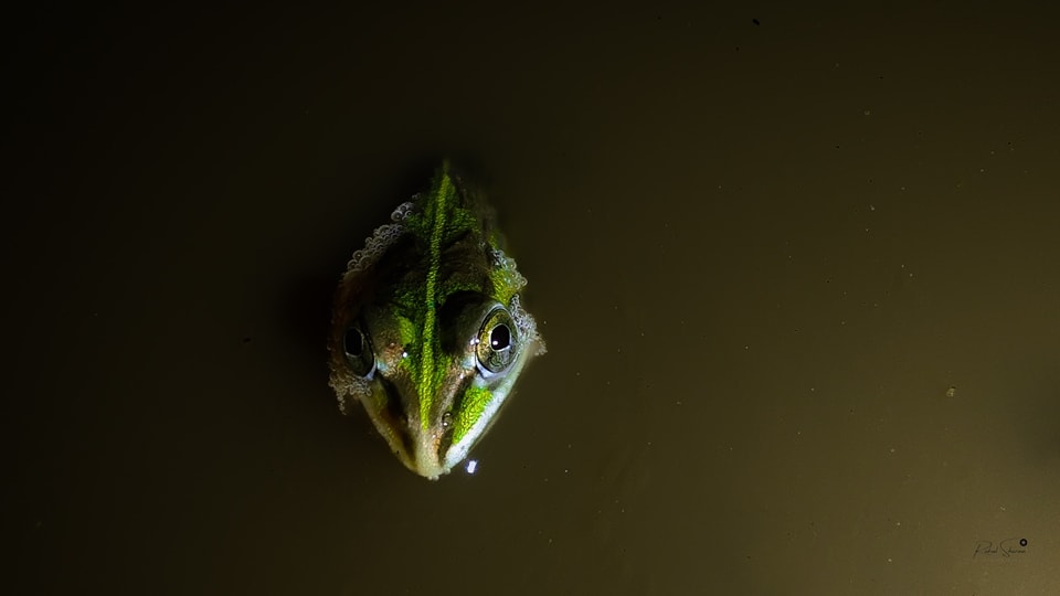 Wide Angle Perspective - Bullfrog - #westernghats Device - Moto Edge 20 ...