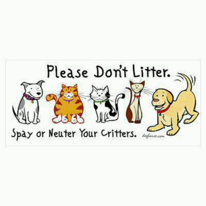 Fixing Felines