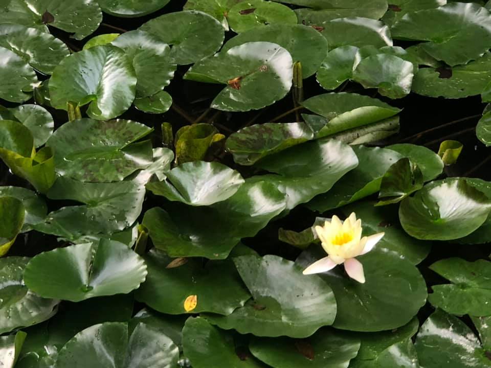 Parcul Dendrologic Simeria | Simeria