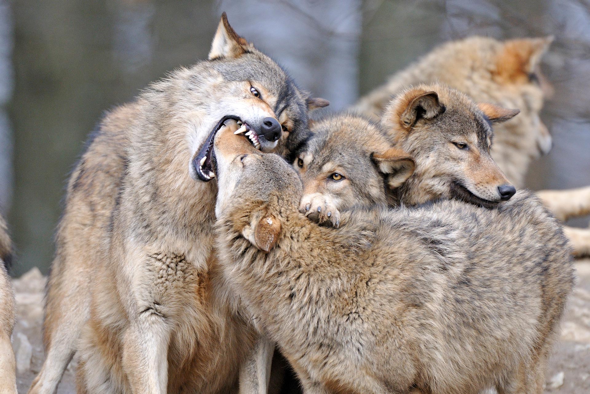 Wildpark Bad Mergentheim Accueil Facebook