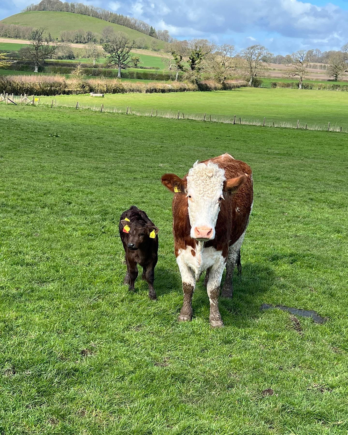 A very proud surrogate Mum with... - Rodmead Aberdeen Angus