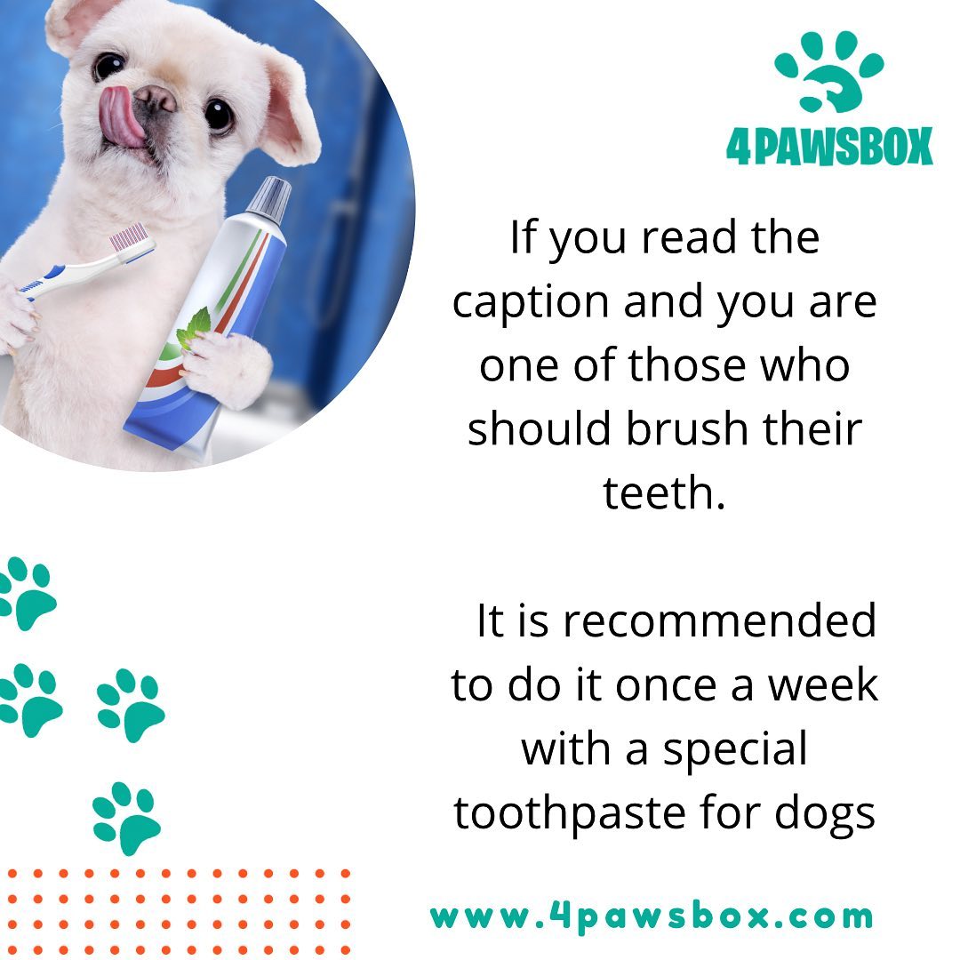 Should I Brush My Dog'S Teeth: Essential Guide