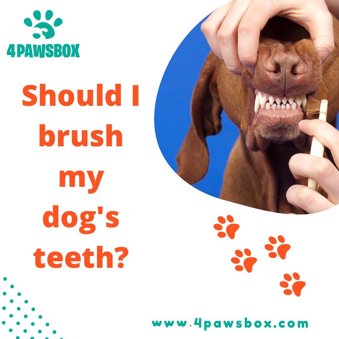 Should I Brush My Dog'S Teeth: Essential Guide
