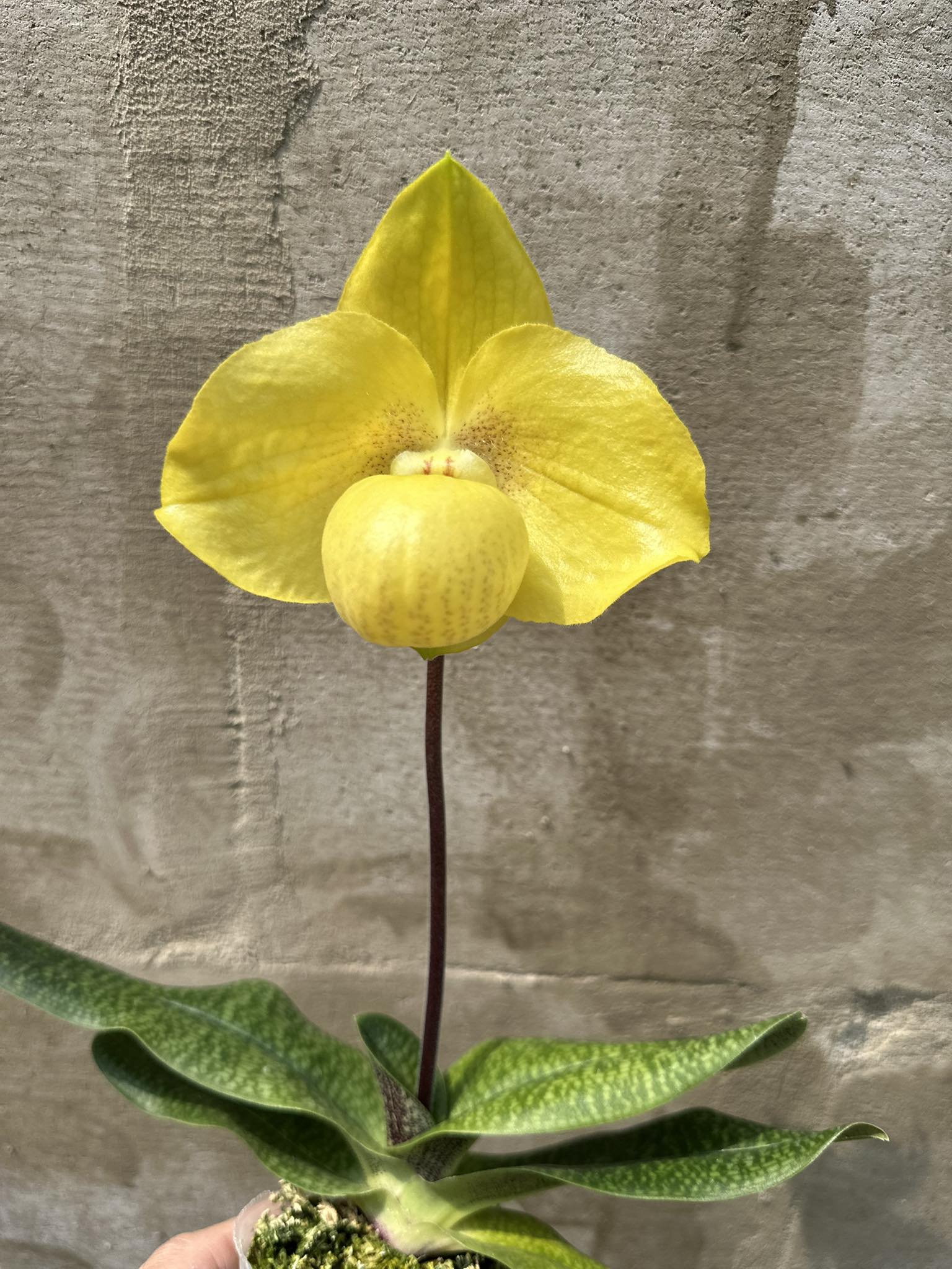 Paphiopedilum armeniacum x Paphiopedilum hangianum