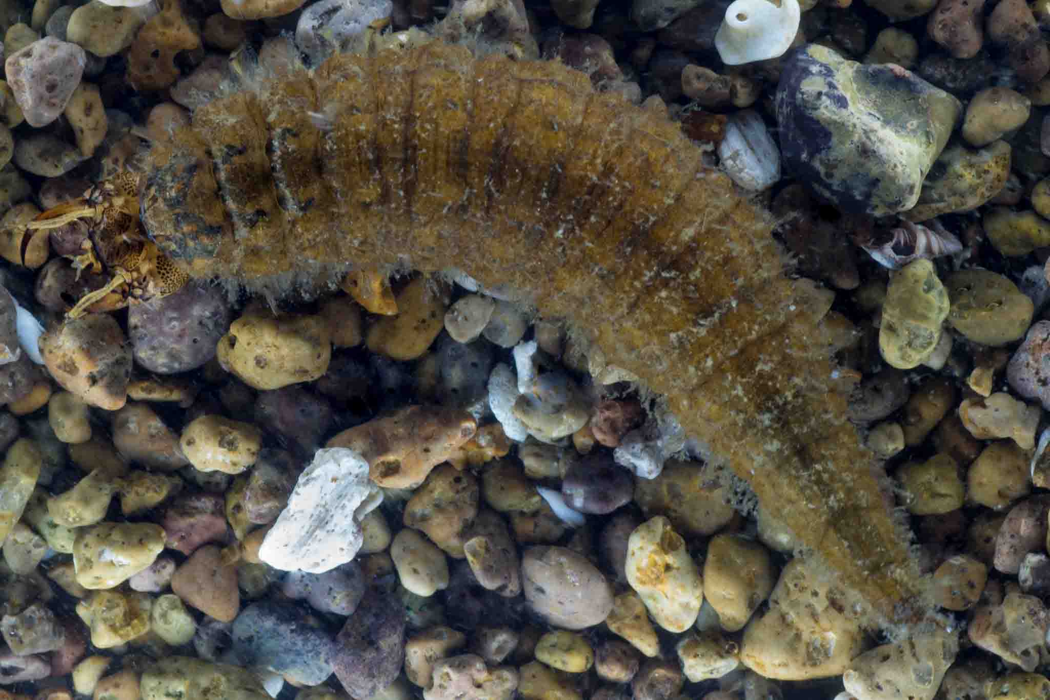 Antigua - FRESHWATER MONSTERS? Moving into freshwater, this is the ...