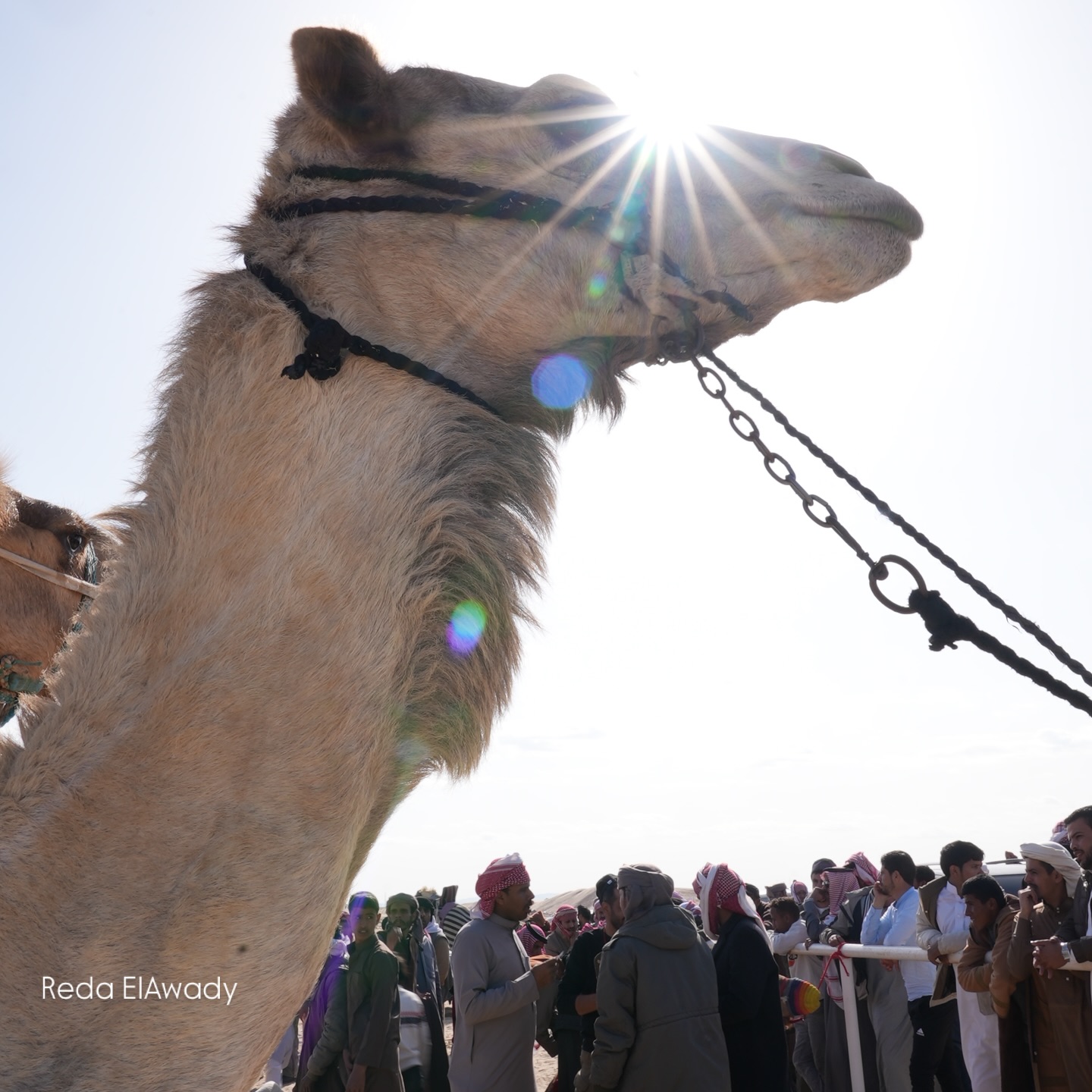 Reda Elawady - - The Camel Racing , North Sinai 1/2026 📸... | Facebook