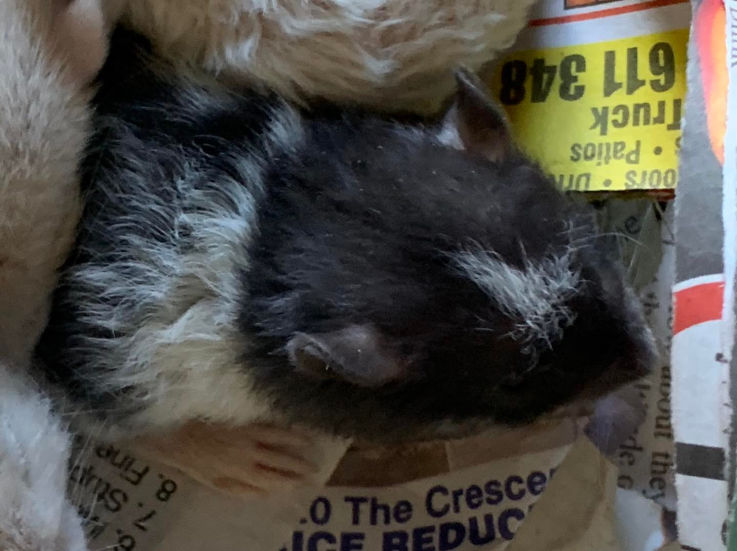 Nutbush Rattery - This litter has it all! So many...