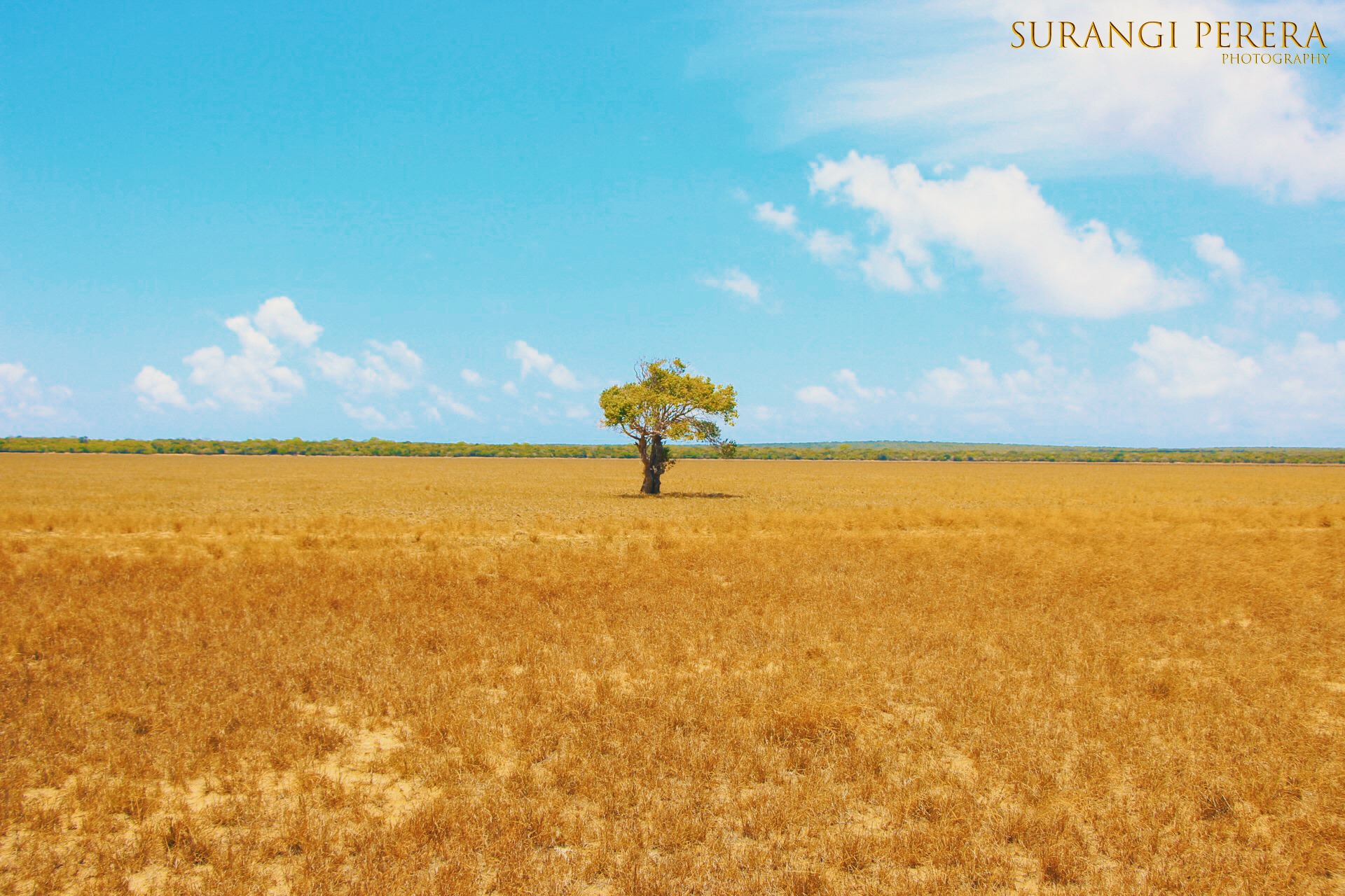 Colored Lives by Surangi