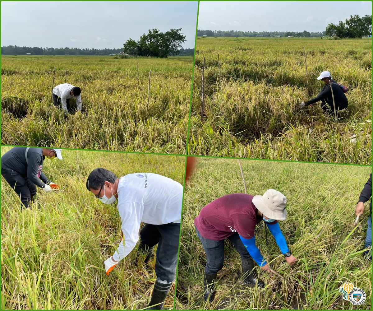Philippine Rice... - FITS Center - Rosario, Batangas | Facebook