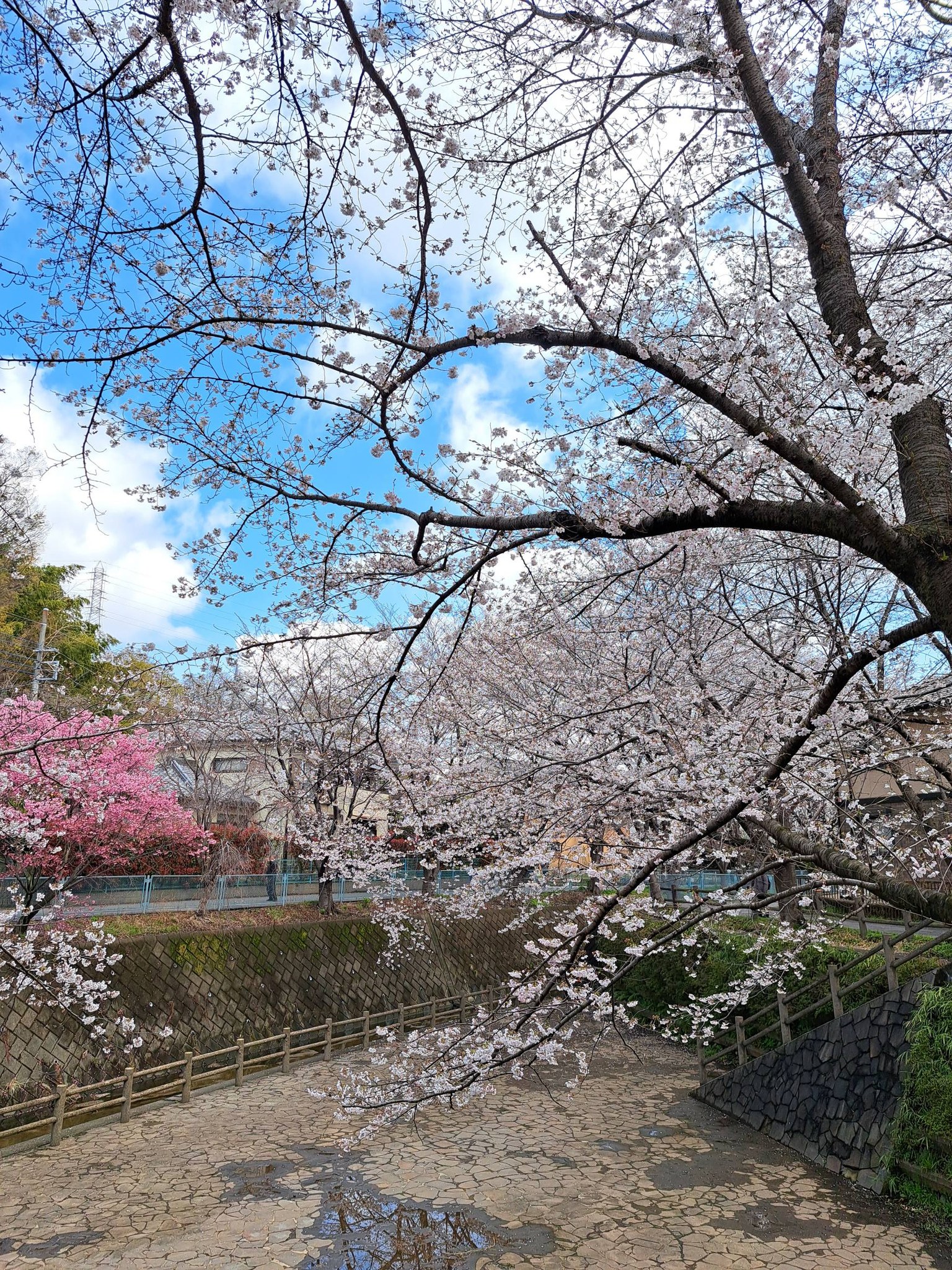 本日撮影の初山平瀬川の桜です。満開まであと少しですが、写真を撮って