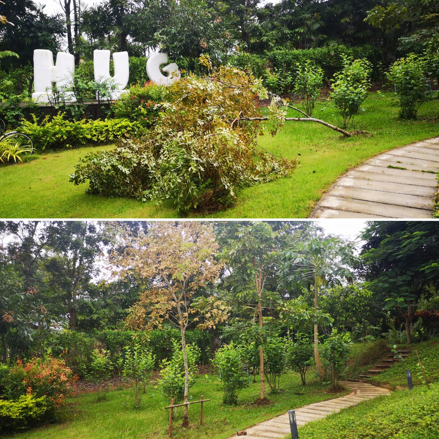 ต้นไม้เด็ก 🌱... - Hug station khao yai