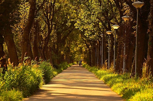 Oklahoma Electric Cooperative - The Arbor Day Foundation has named ...