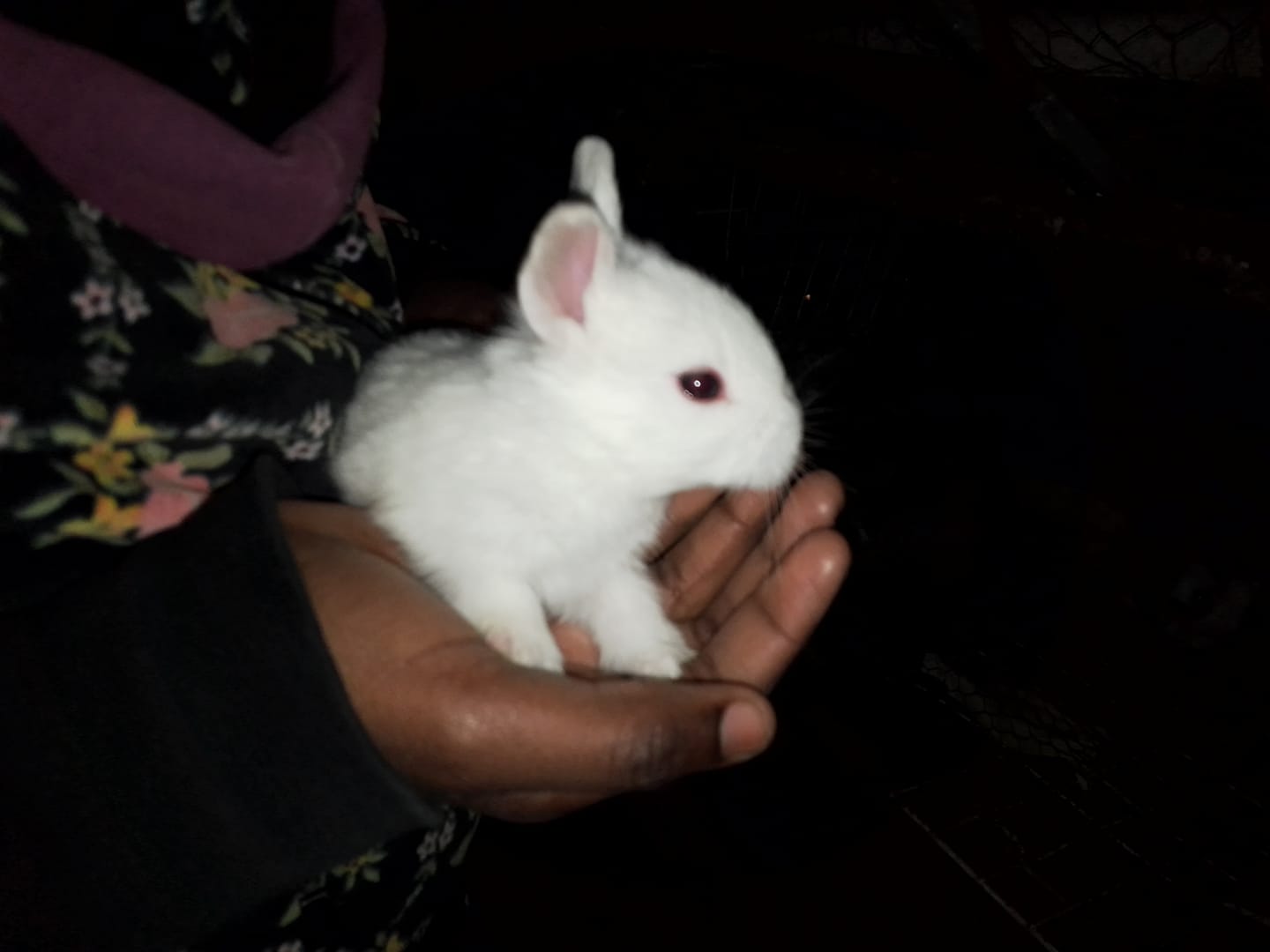 Zimbabwe Rabbits