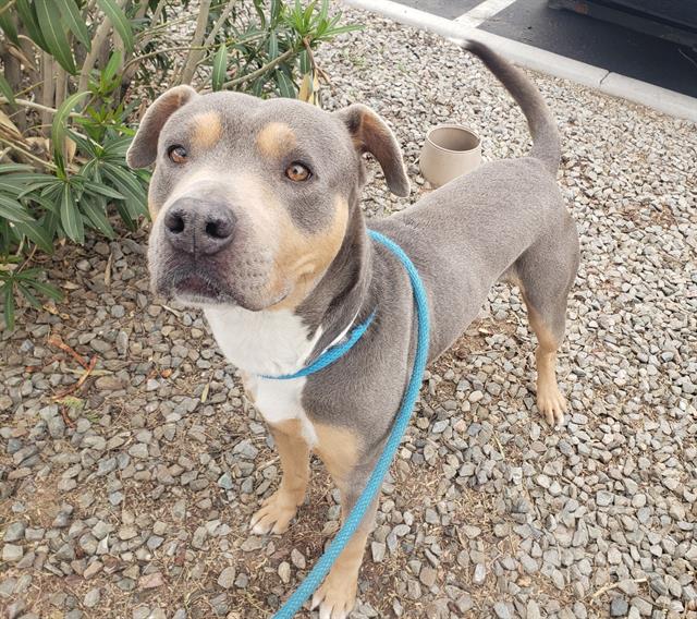 Adopt Chrome, a 3-year-old dog with a mohawk, from Dekalb County