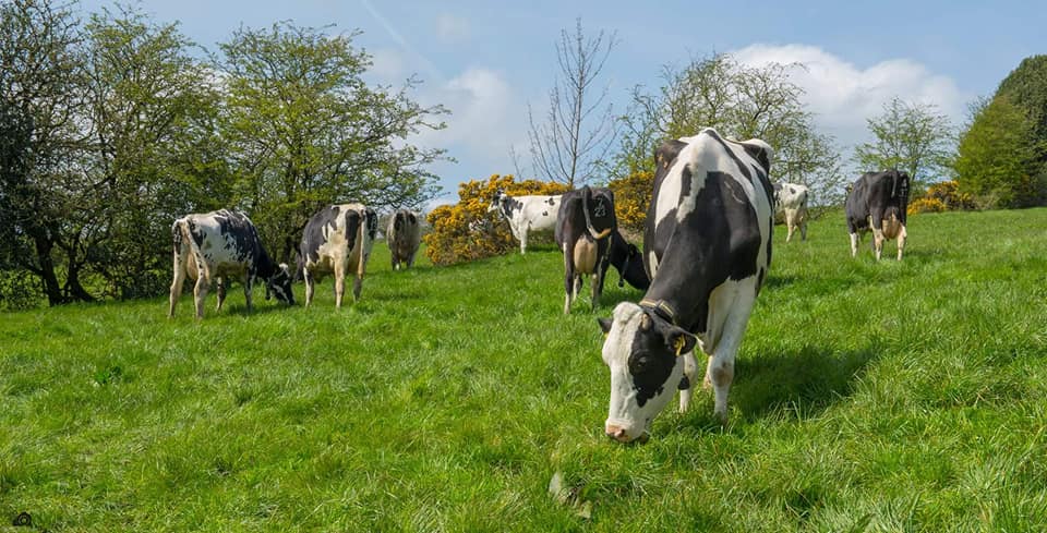 Dunscar Farm Dairy | Rishton