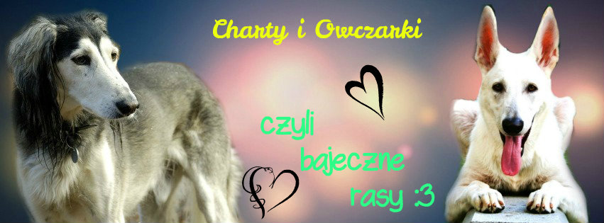 Charty i Owczarki, czyli bajeczne rasy :3