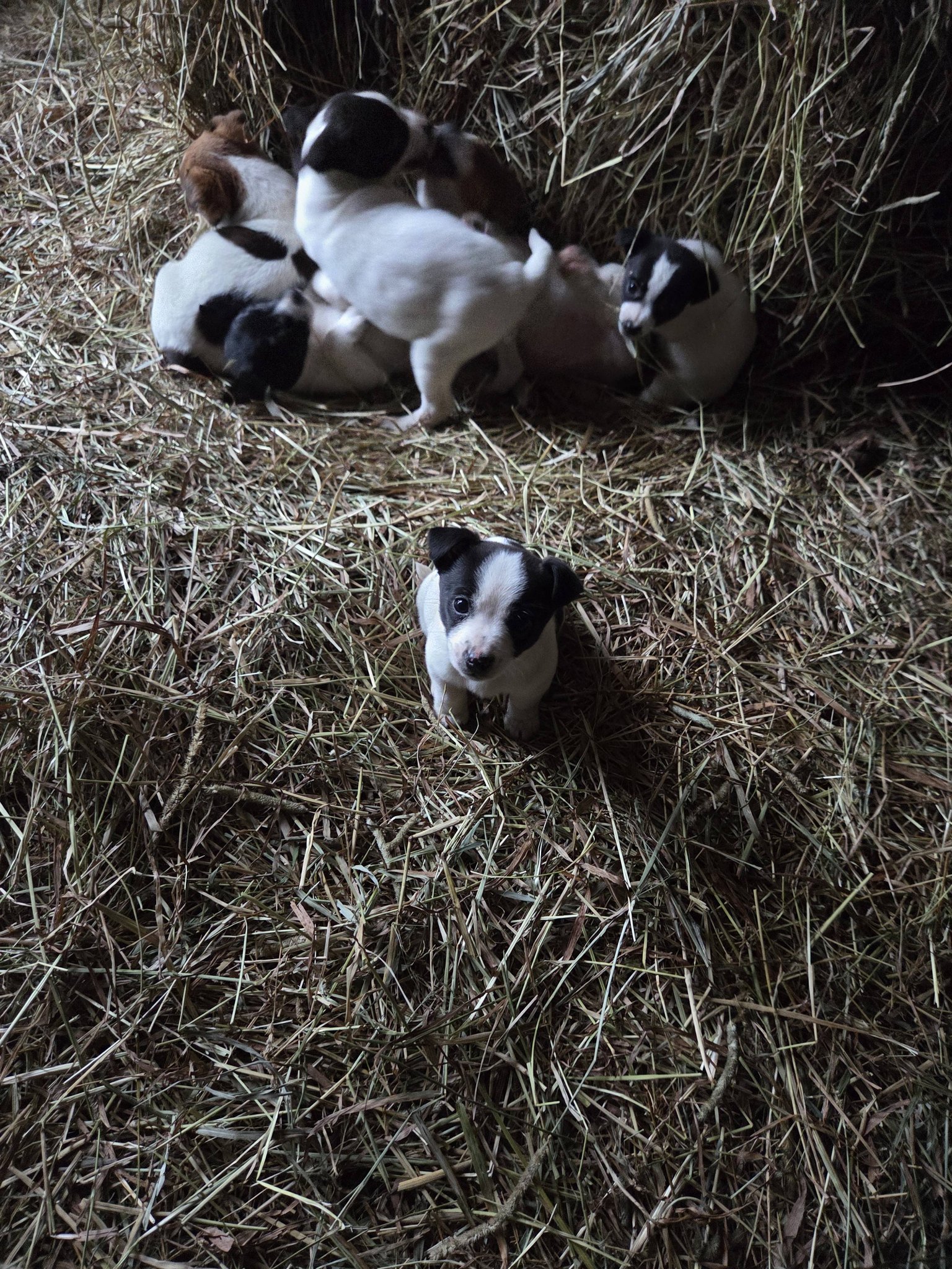 16125 jack Russell/ rat terrier | Facebook