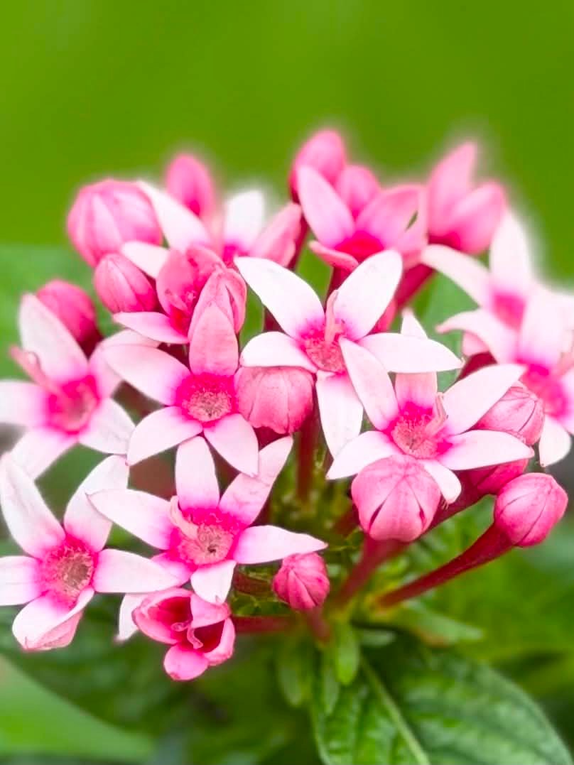 自宅の花々 iPhone16