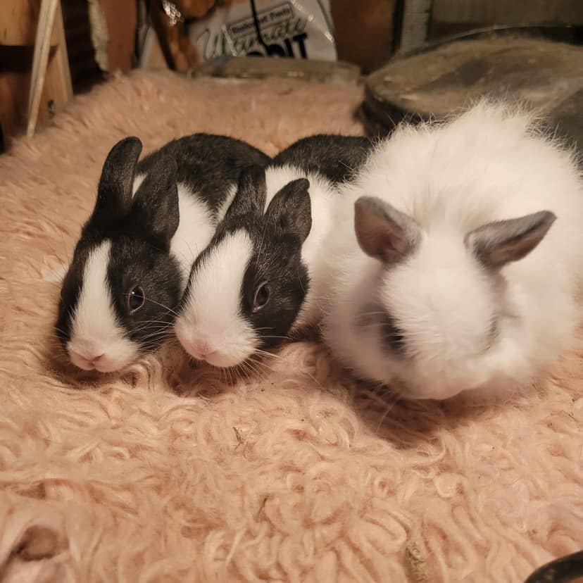 Ruthie’s Dutch Rabbitry