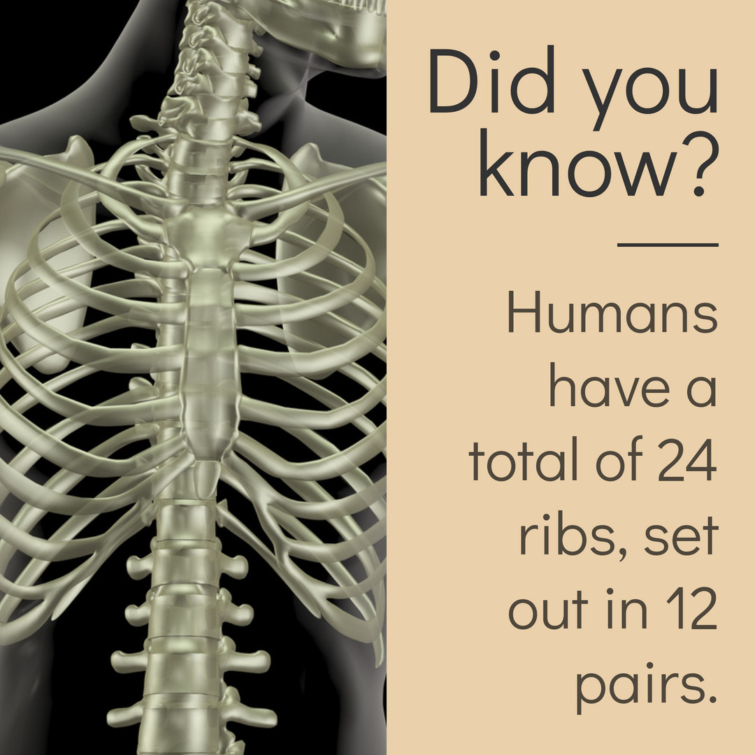 Inner - Humans have a total of 24 ribs, set out in 12 pairs. The ribs ...
