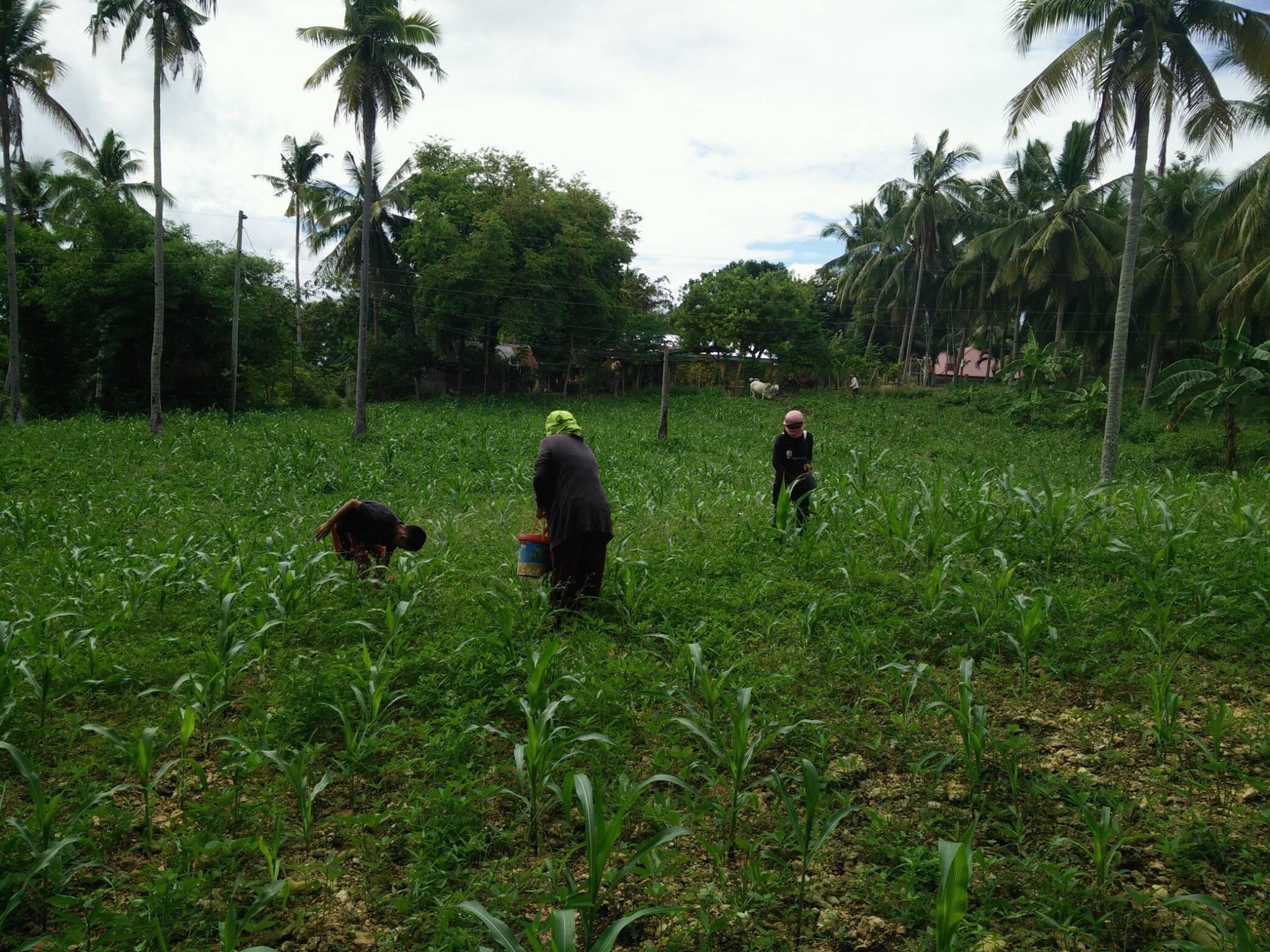 Taloot Farmers Association - TAFA | Argao