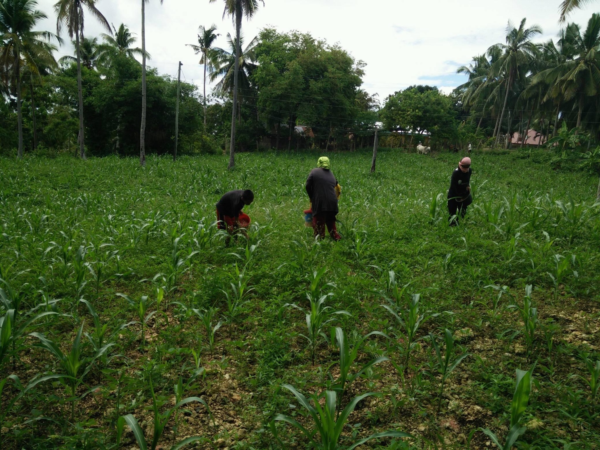 Taloot Farmers Association - TAFA | Argao