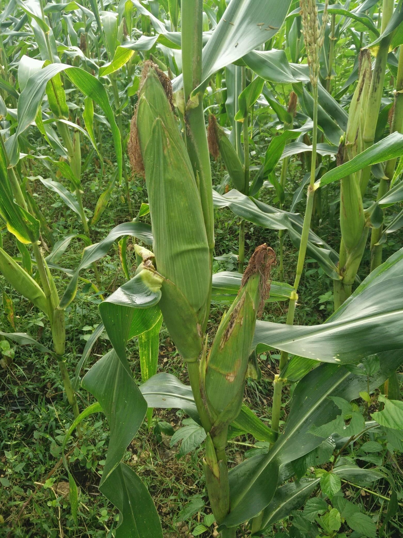 Taloot Farmers Association - TAFA | Argao