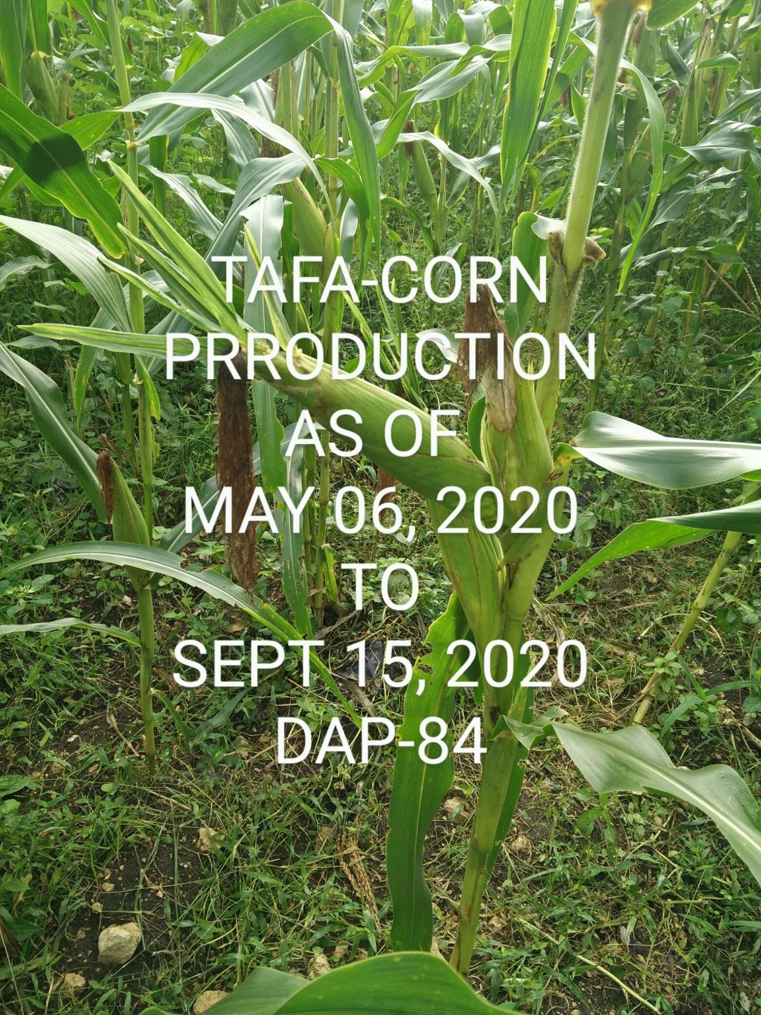 Taloot Farmers Association - TAFA | Argao