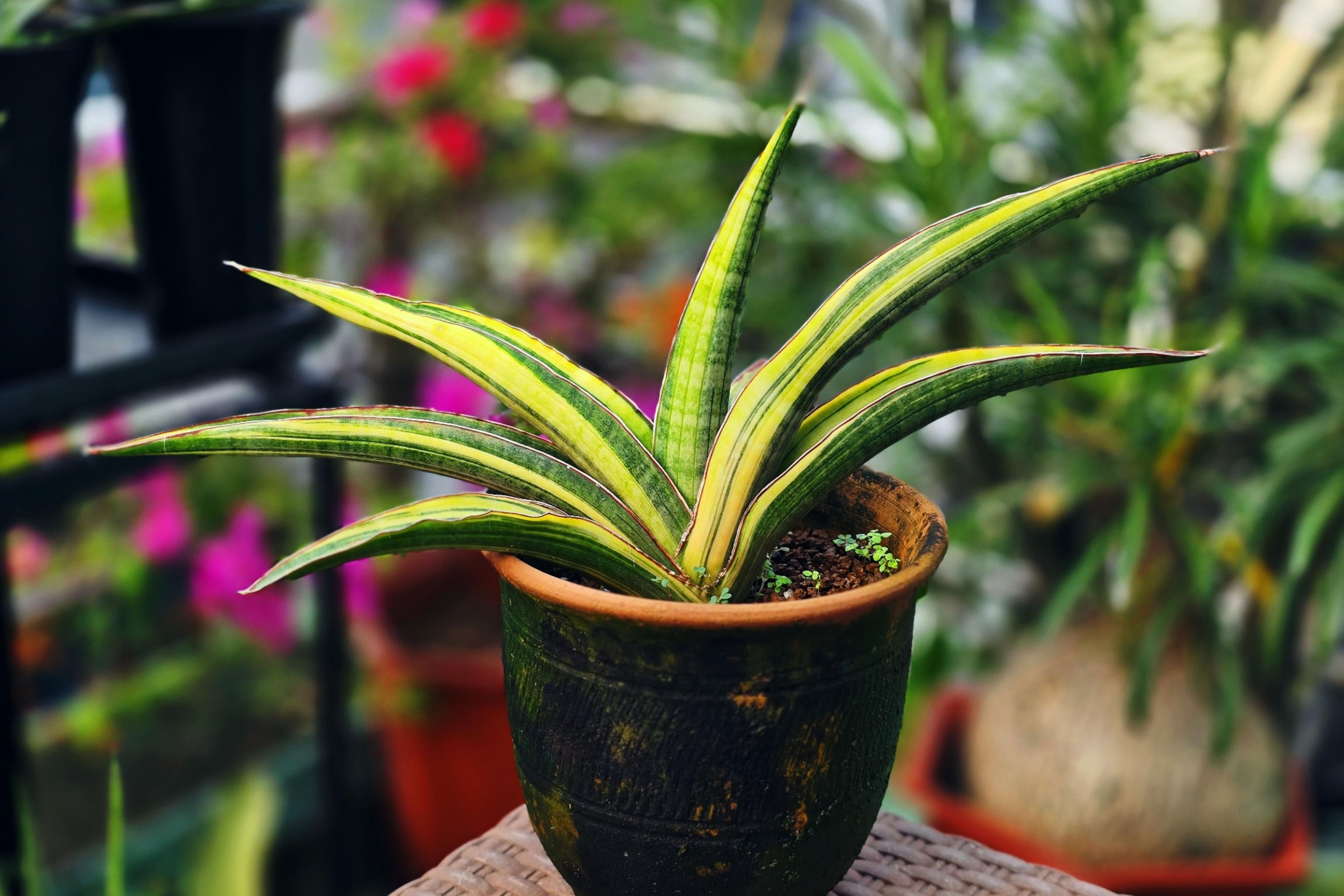 Sansevieria 