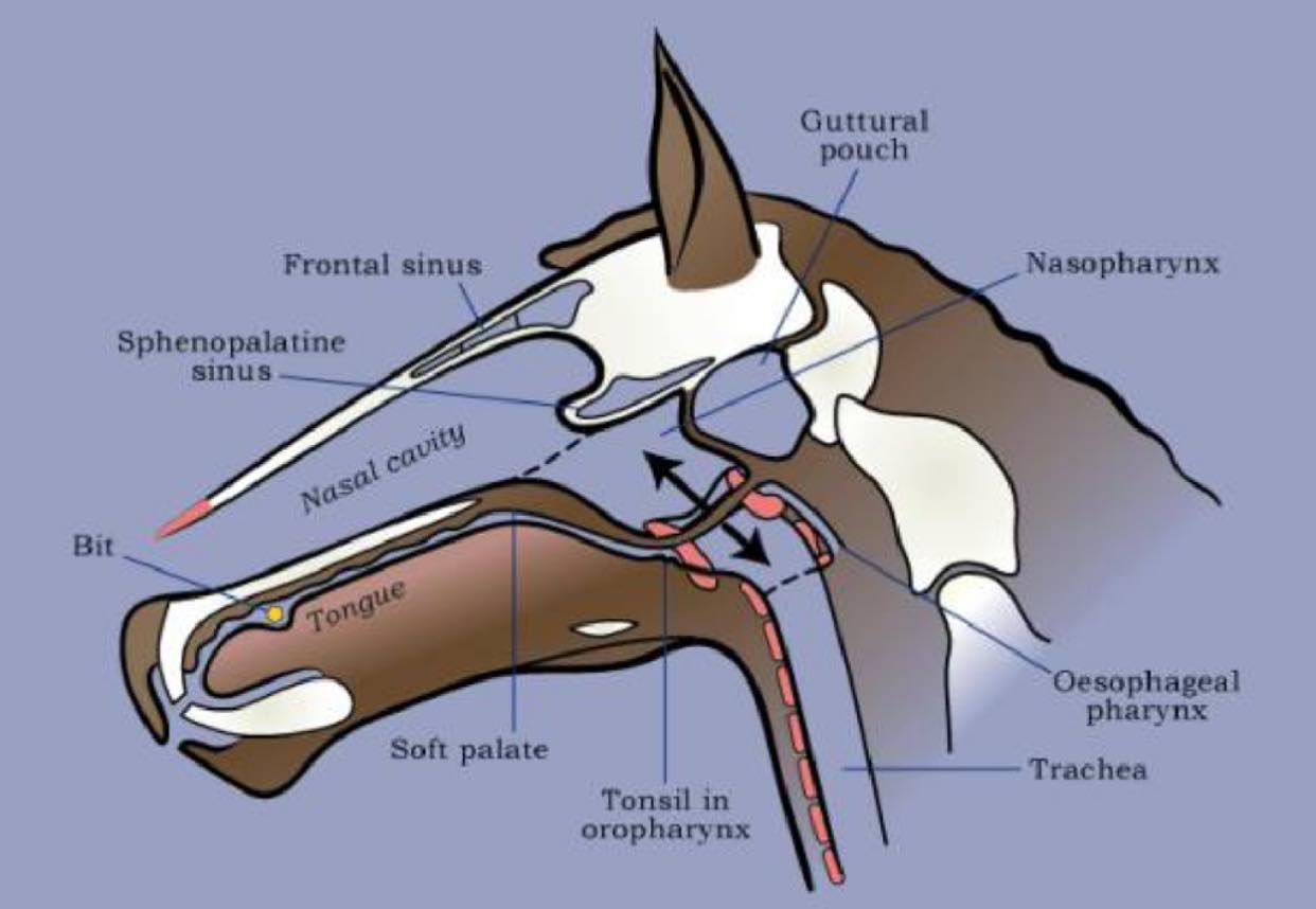 “Airway Issues” Dr Jess Campbell MRCVS 7pm February 2nd on zoom Counts ...