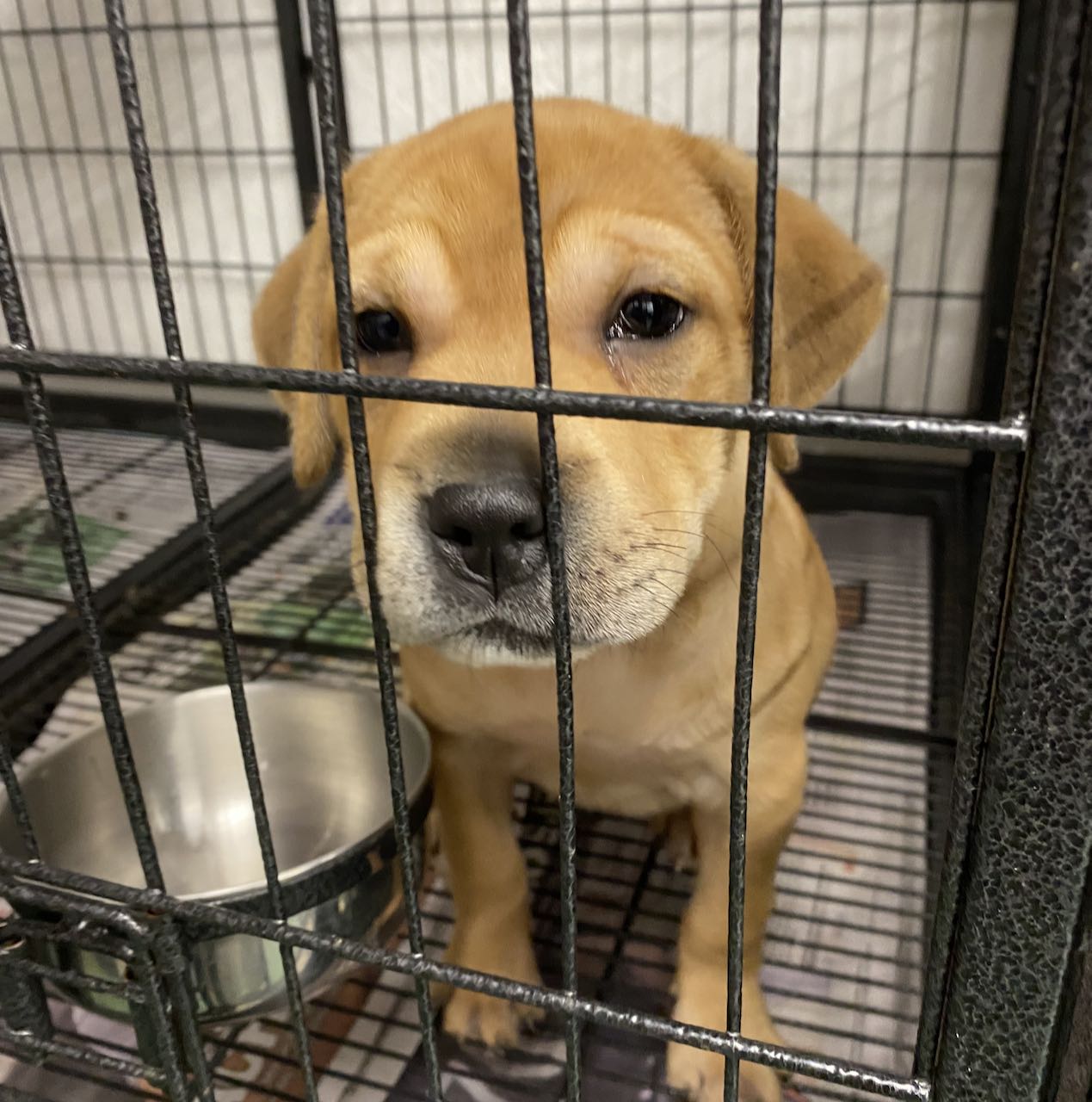 Meet Taboo! This... - Project Hope Animal Rescue Foundation