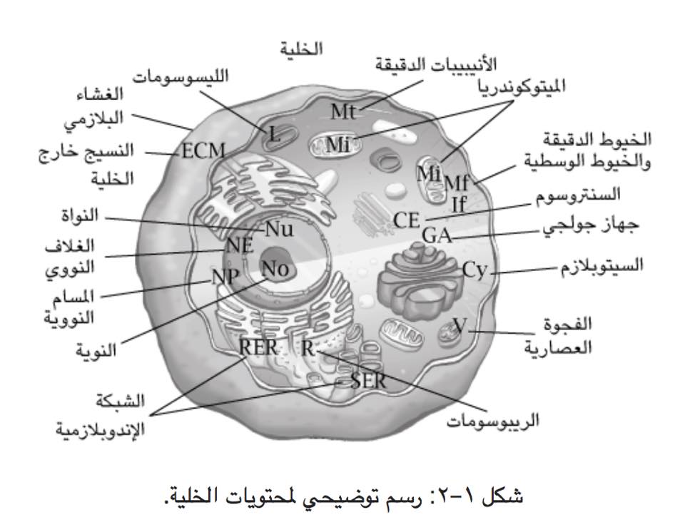 باثولوجي ليبيا السيتوبلازم Cytoplasm 1 هو كل المادة Facebook