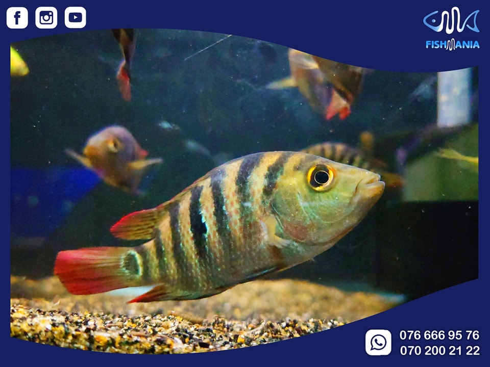 FISH MANIA Aquarium | Pita Kotte