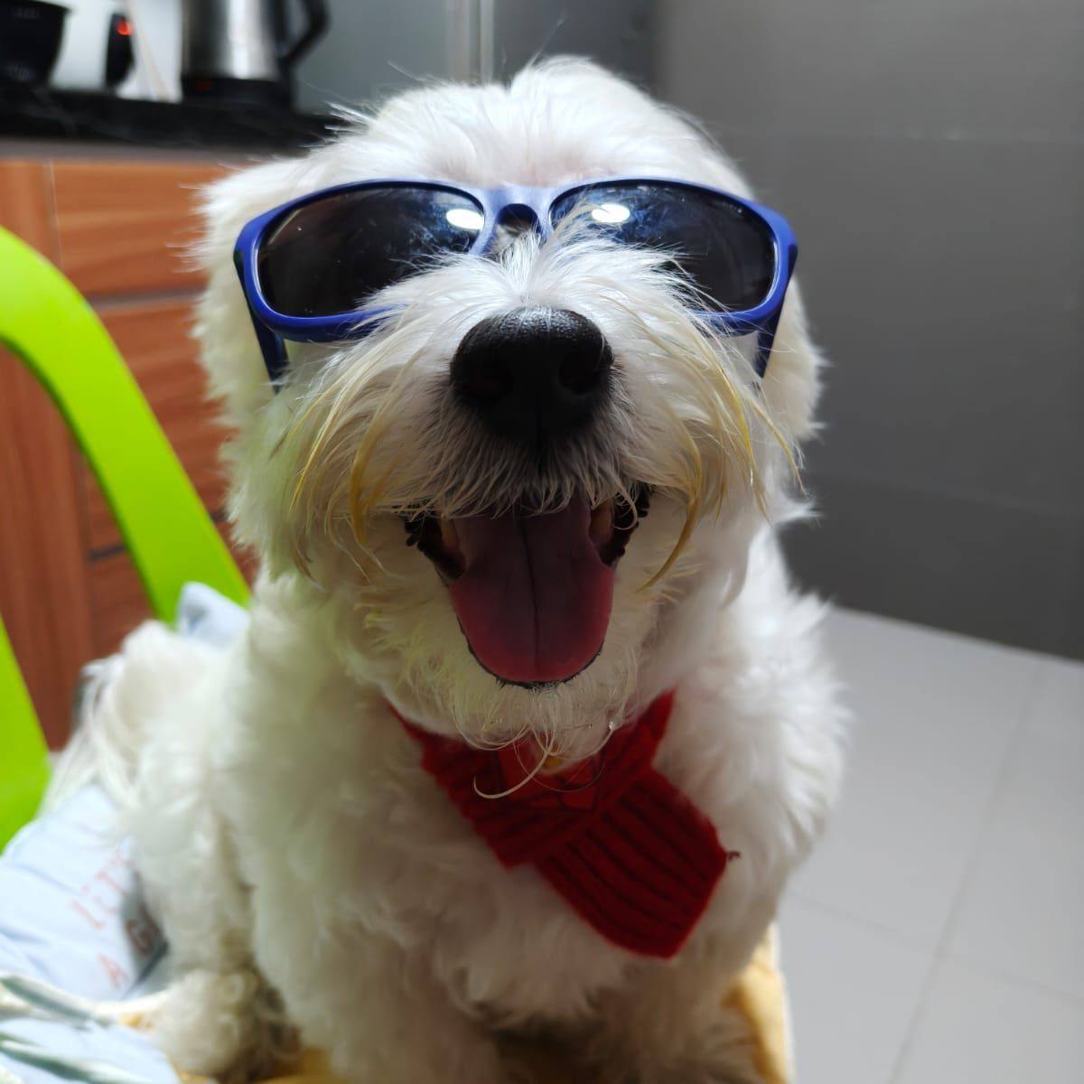 Hey buddy I'm working and you keep climb around my laptop space | Ttas LEng