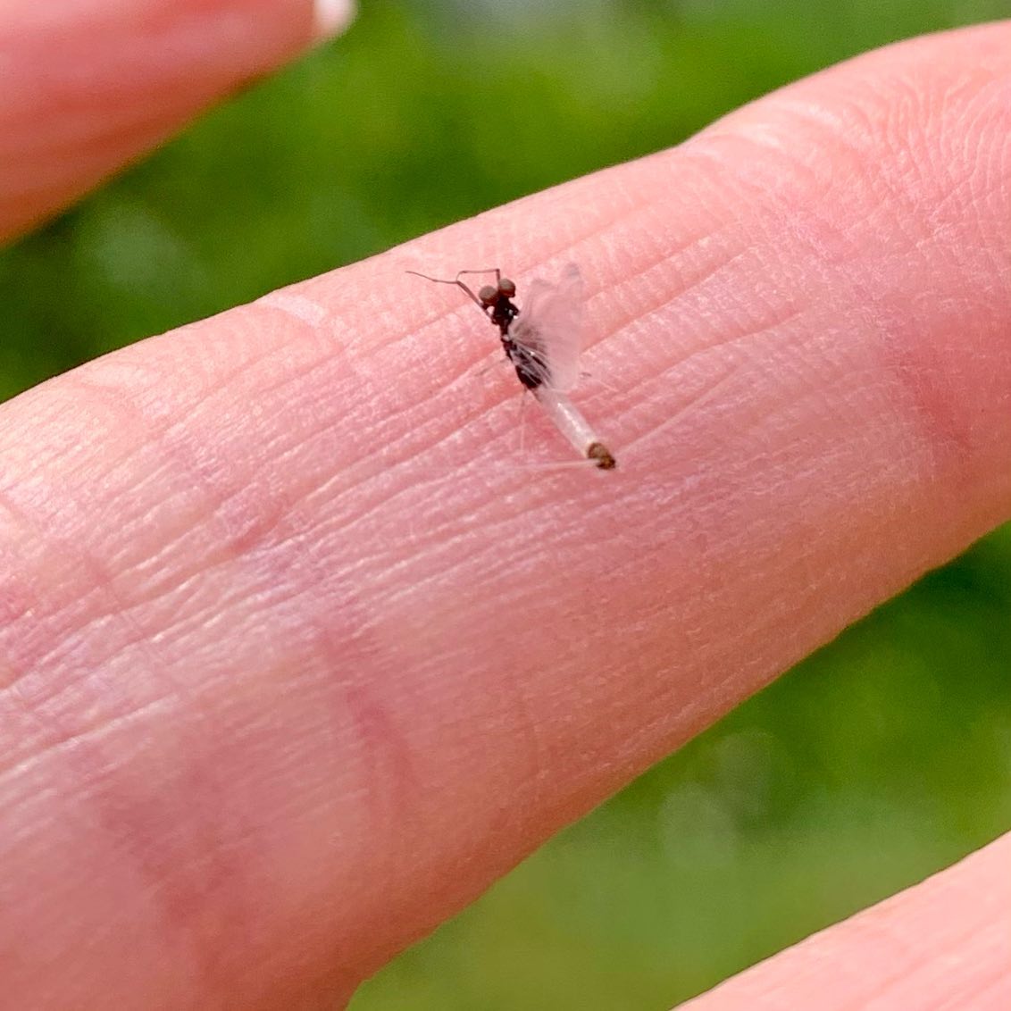 There is nothing better than... - Gilly Bate Fly Odyssey
