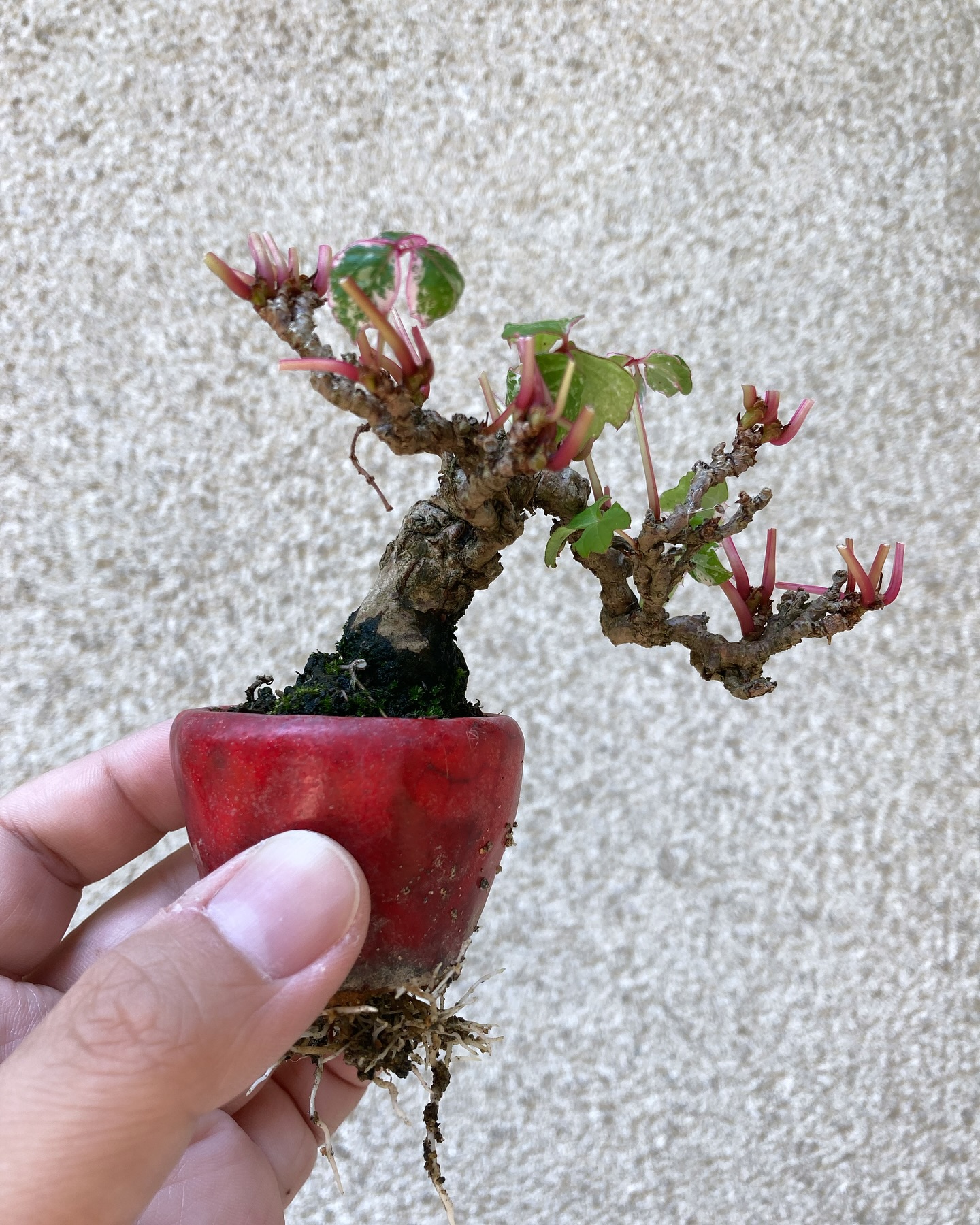 夏ヅタです。我慢できず葉刈りしました。 Japanese Ivy. Couldn't