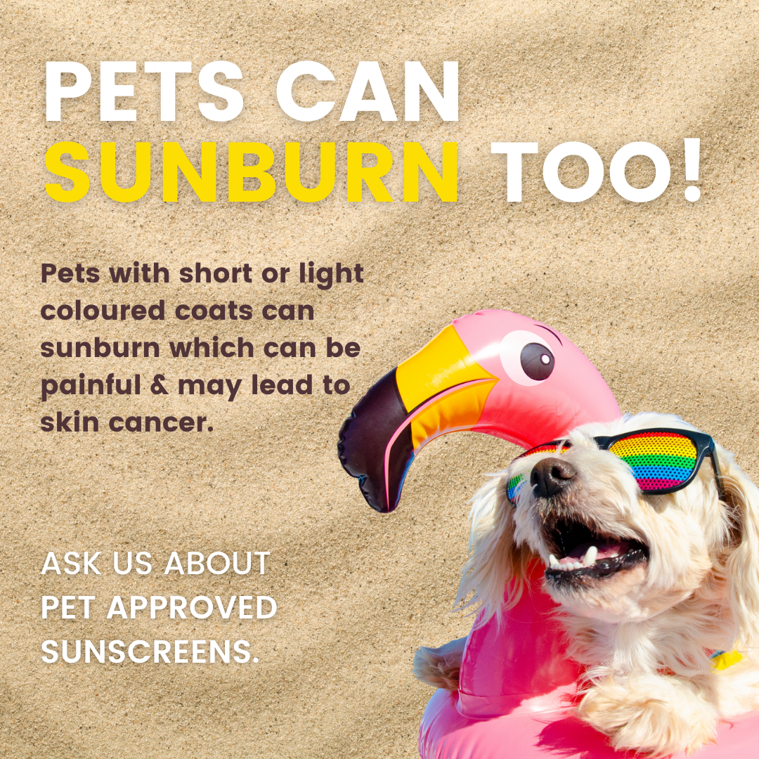 Petworks Veterinary Hospital - It's our Summer tip of the week! When ...