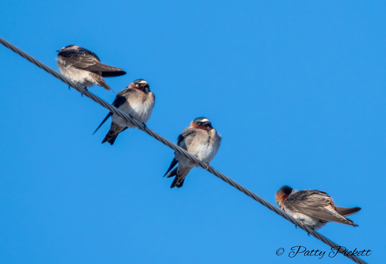 Bird species spotted at Market Lake WMA on 5-11-2023