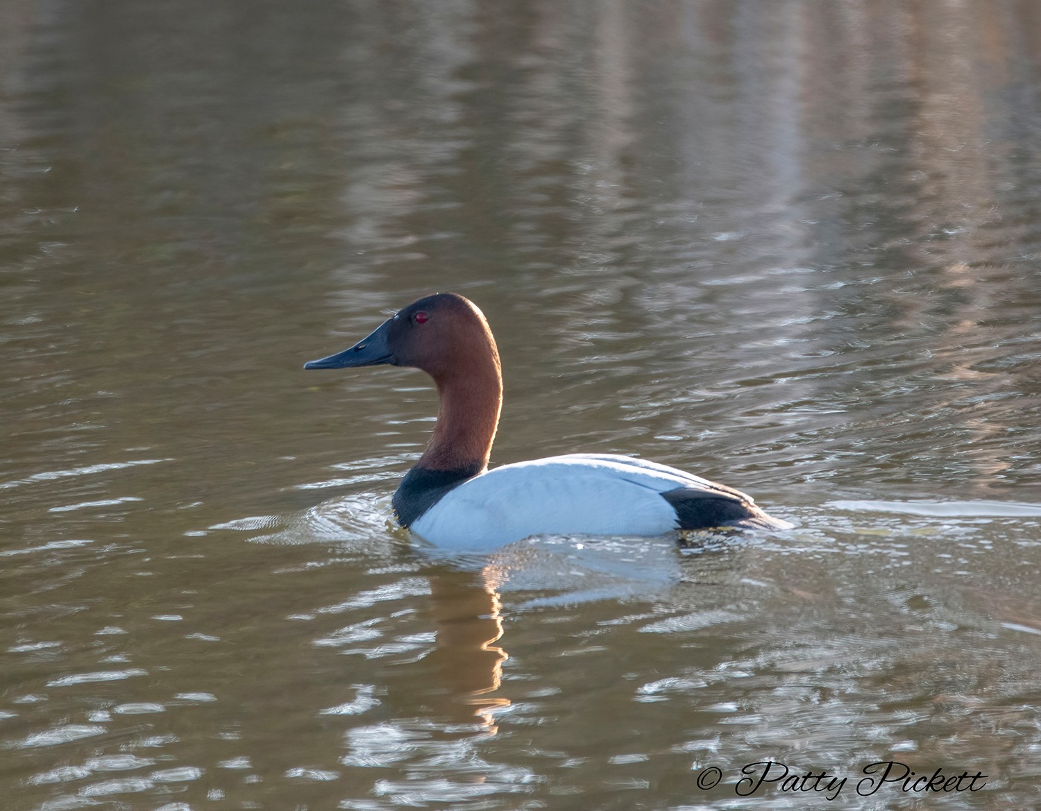 Bird species spotted at Market Lake WMA on 5-11-2023
