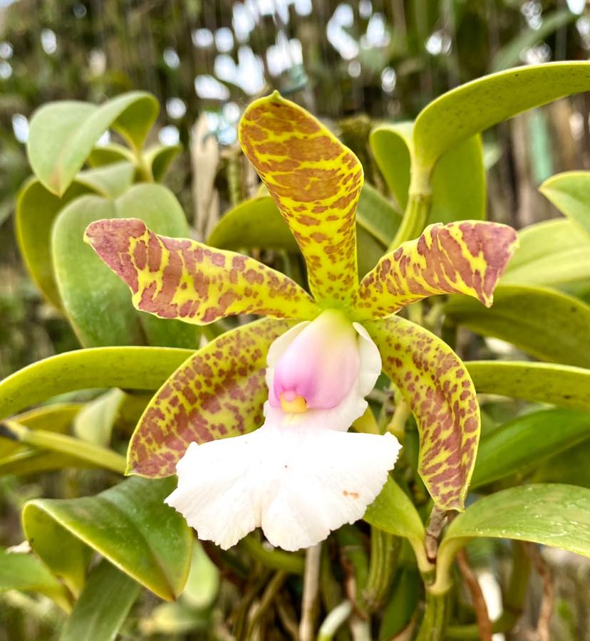 Cattleya Aclandiae Albences (Select-02)