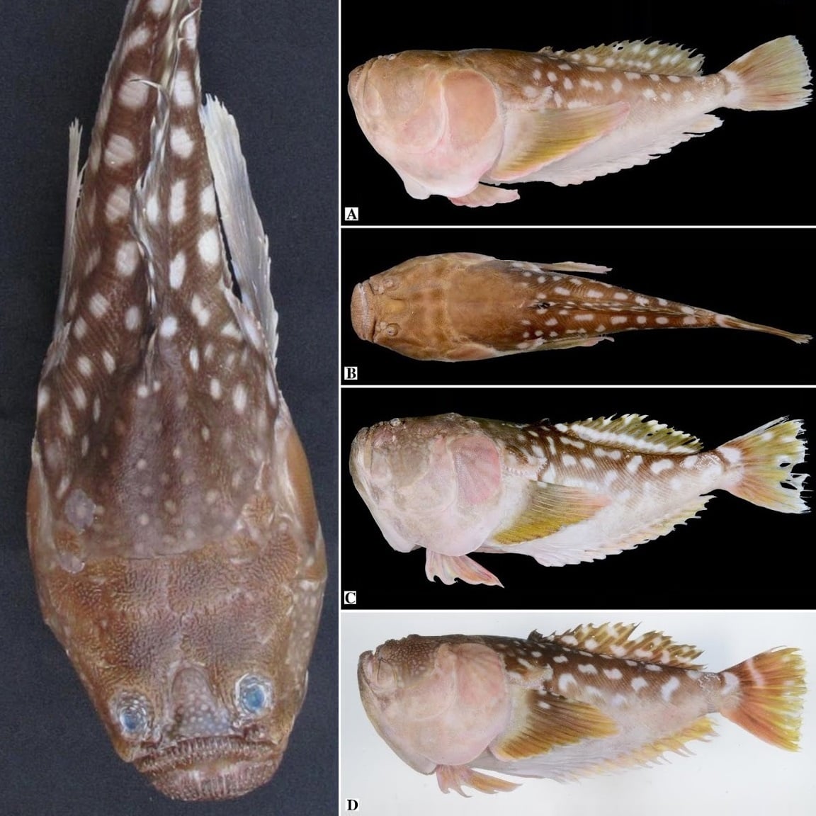 Novataxa | Species New to Science - 🐟 #novataxa #Biodiversity #marine # ...
