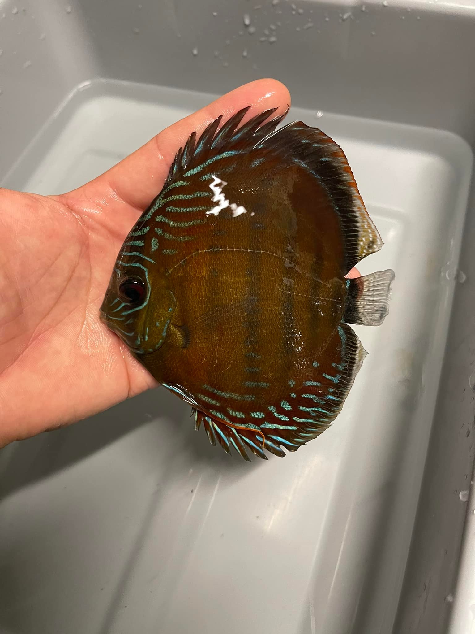 Santarem Discus USA LLC