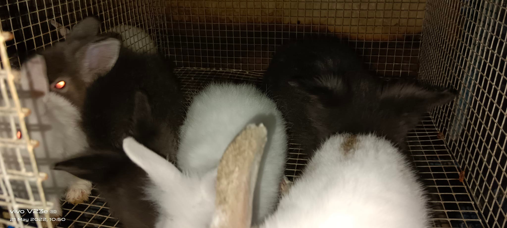 AF Rabbit NS FOUR added a new photo. - AF Rabbit NS FOUR