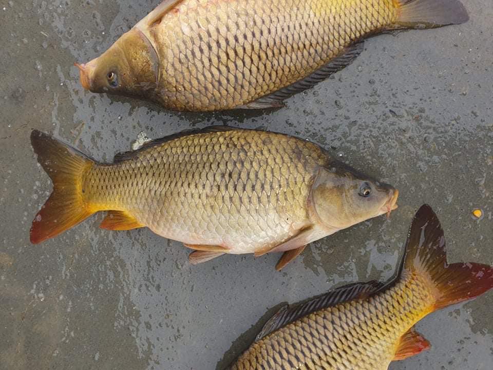 IANIS & MARIA FISH