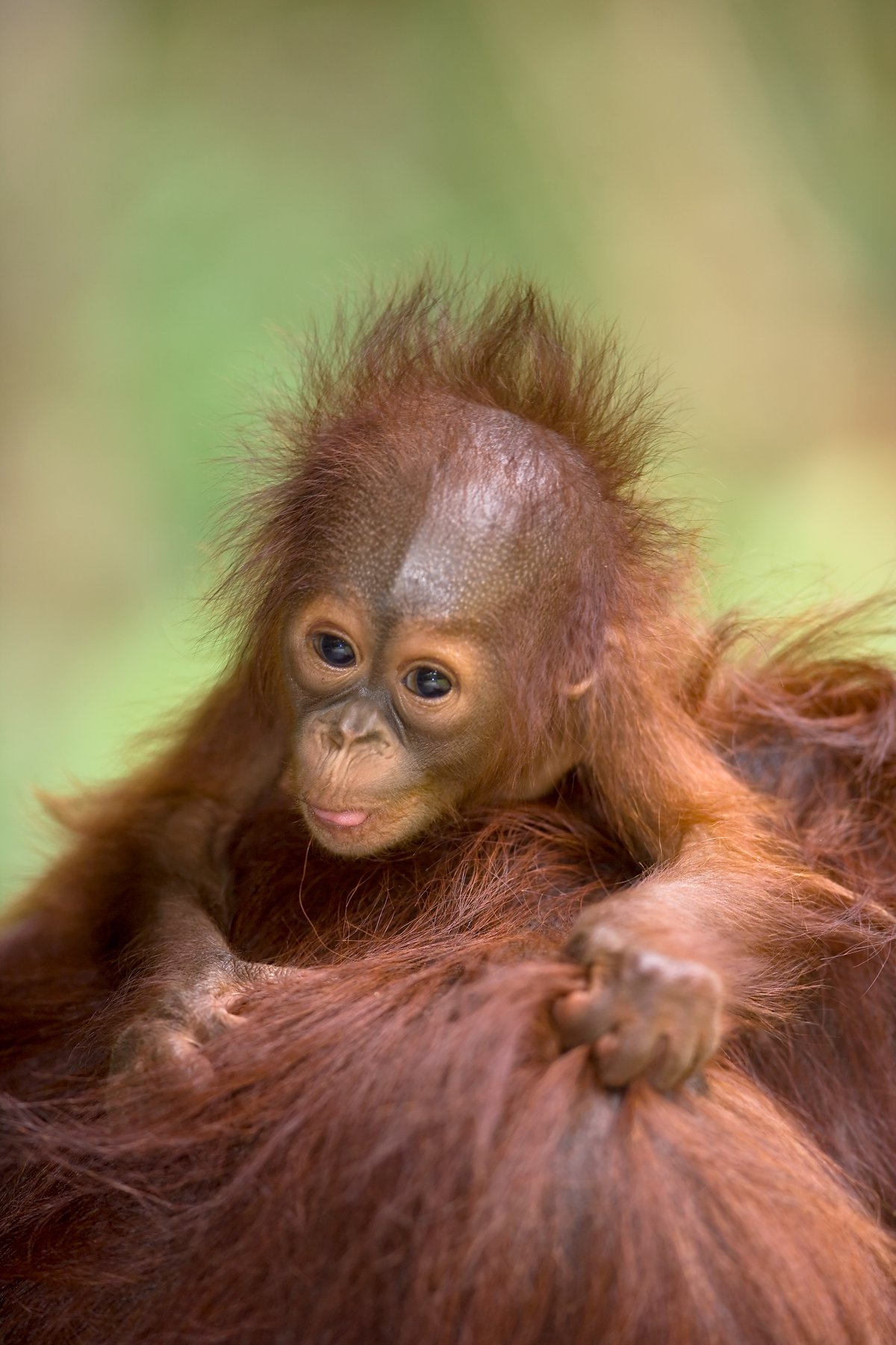 Rimba Dream Jungle Trekking | Medan