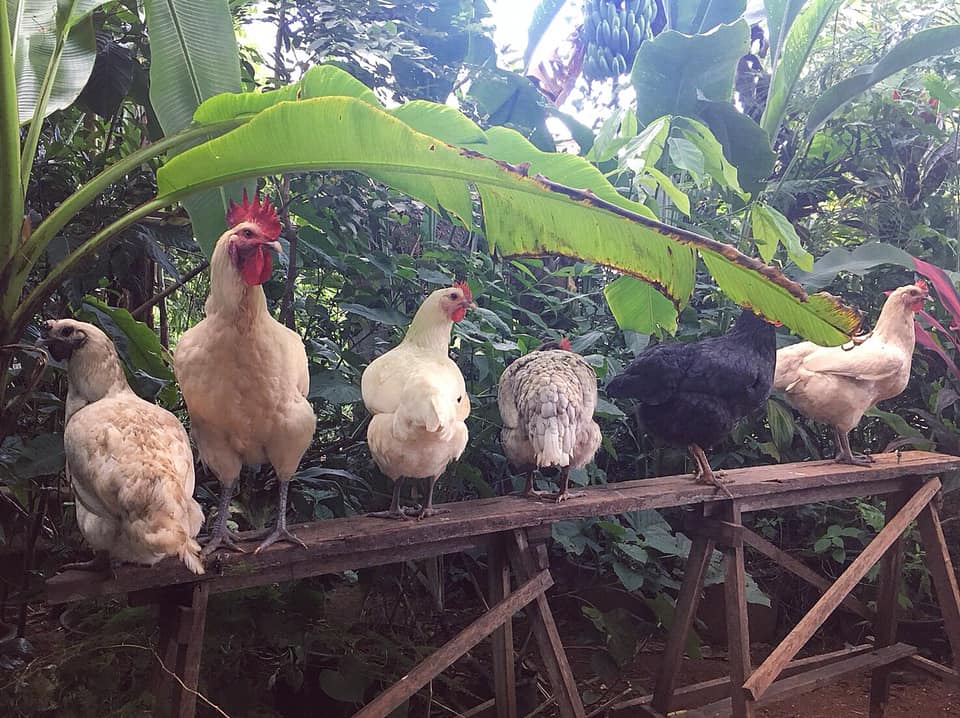 ซองซูซี่ฟาร์ม Sans Souci Farm Chiangrai - Have a happy evening 🐓 # ...