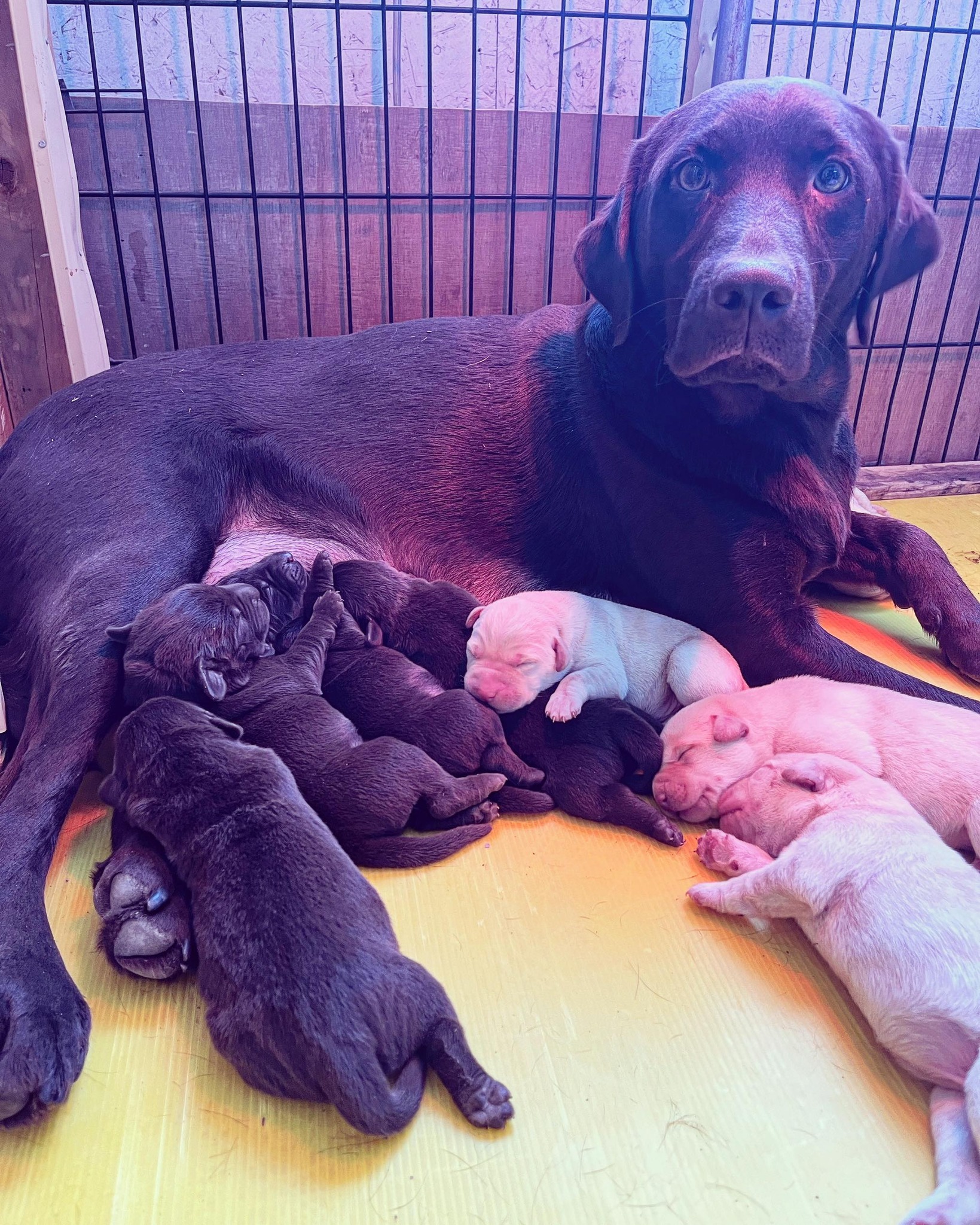 SS Labradors
