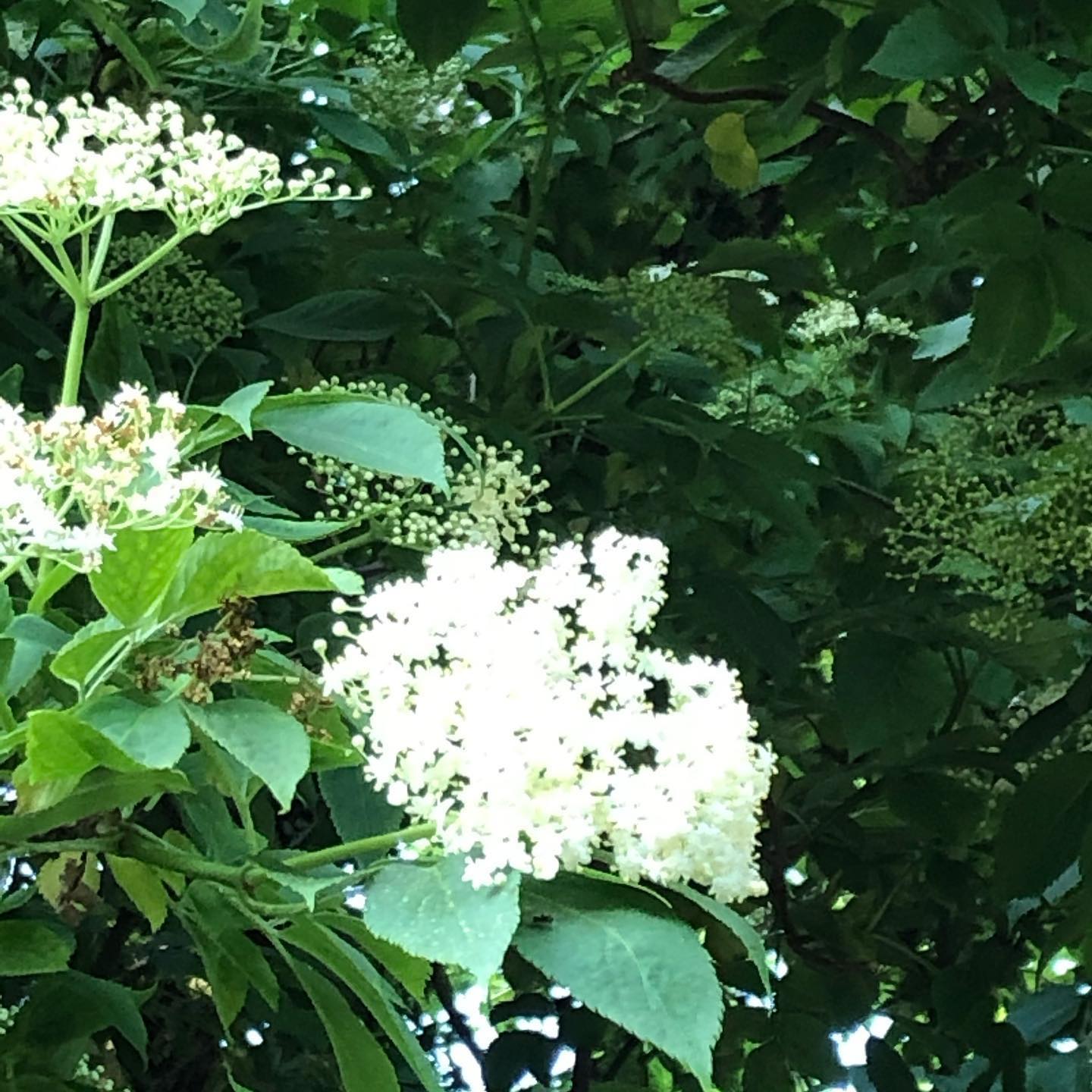 Mormormedstiletter - Hylden blomstrer og fotografen er på vej🌺🌸🌼Læs mit ...